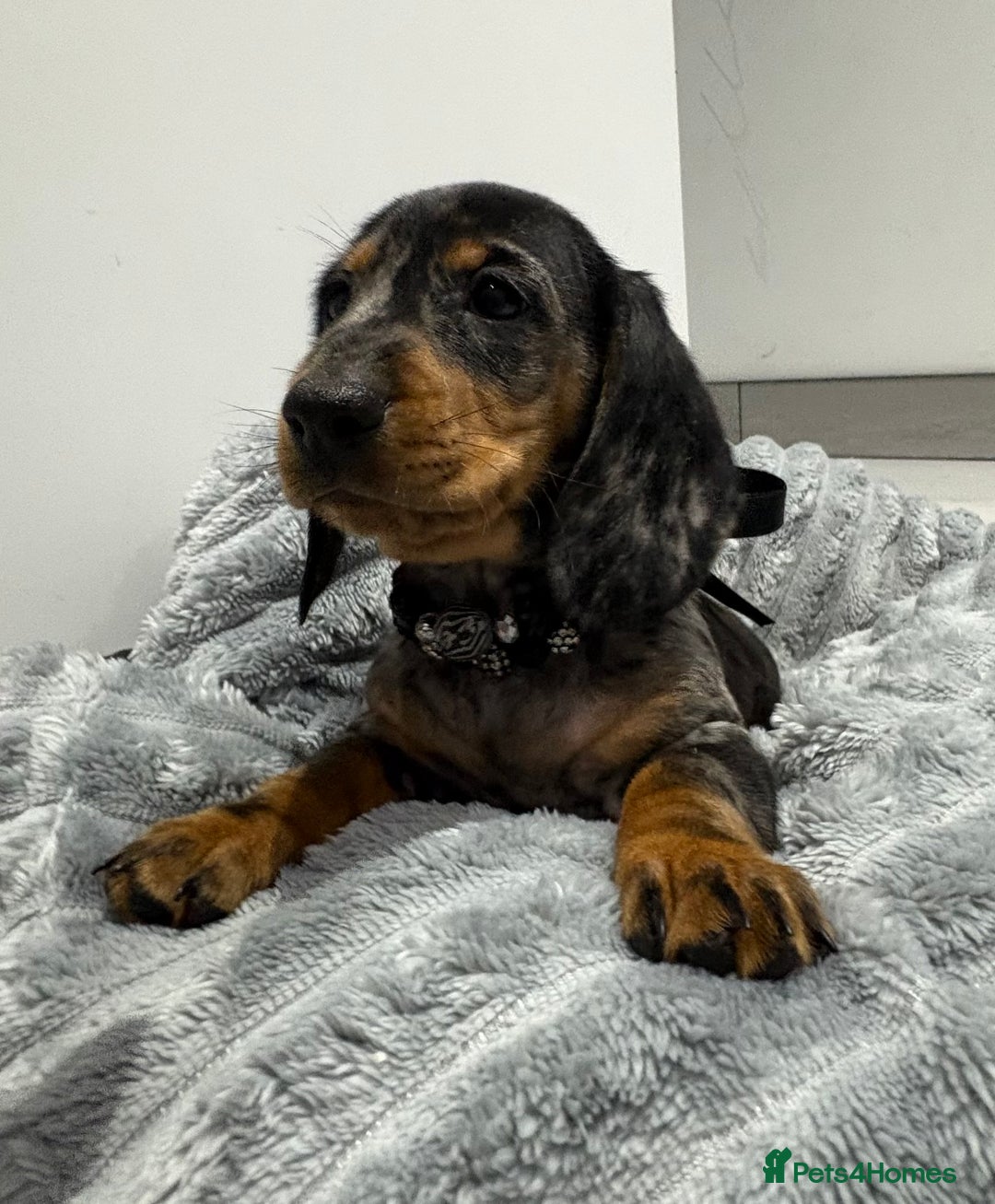 Miniature Dachshund dogs for sale: Gorgeous Miniature Dachshunds - Advert 40
