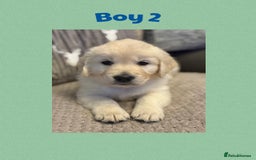 Golden Retriever dogs for sale: Golden retriever puppys - Image 3