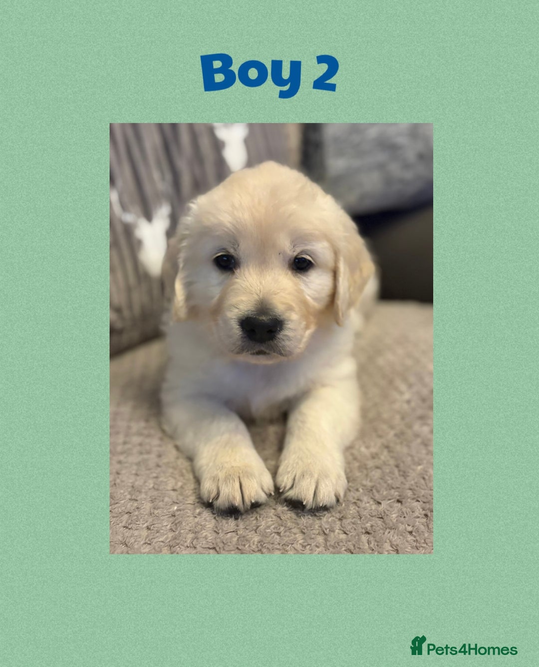 Golden Retriever dogs for sale: Golden retriever puppys - Image 3