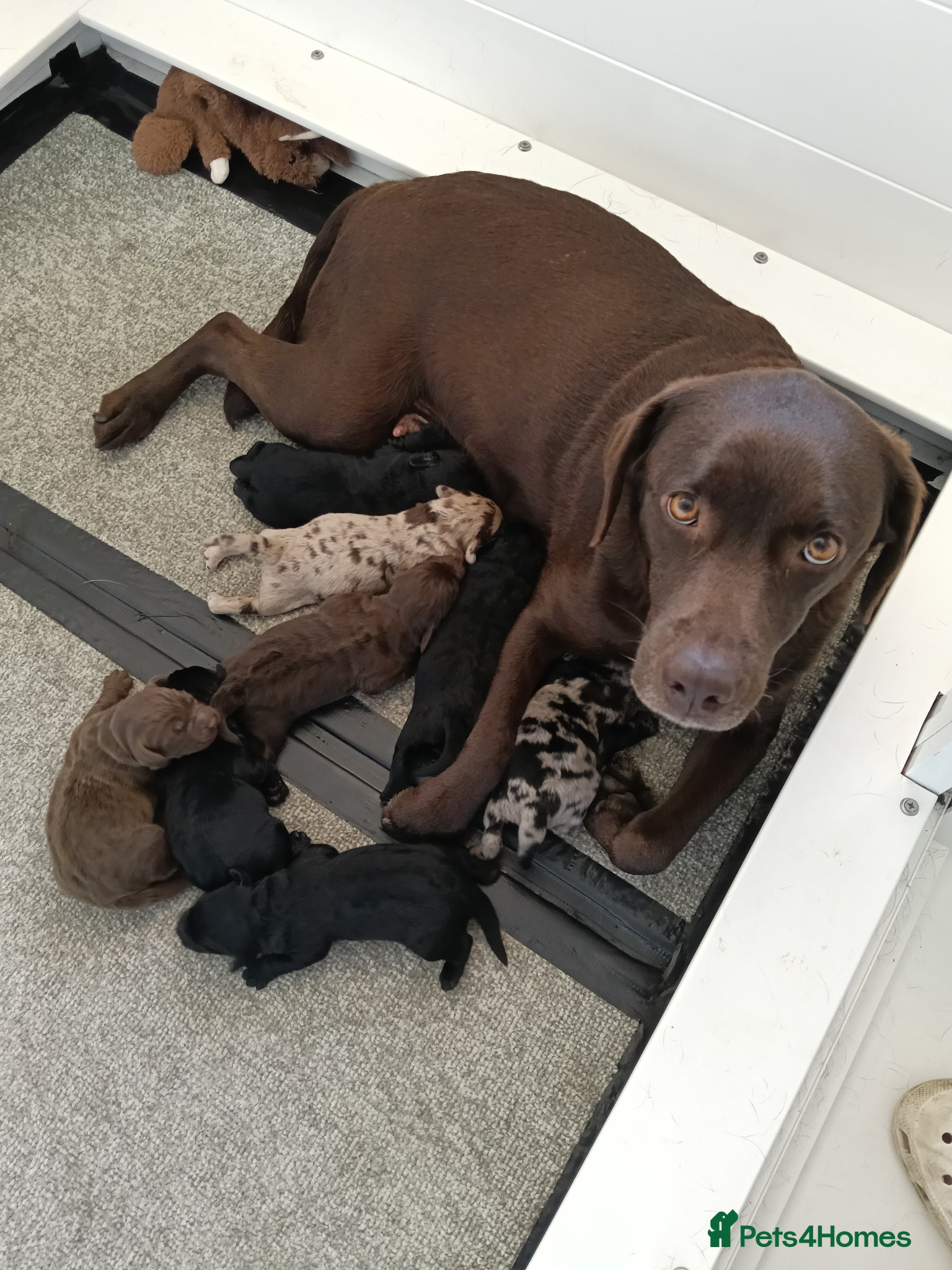 Labradoodle dogs for sale: Miniature Labradoodle Puppies  - Advert 1