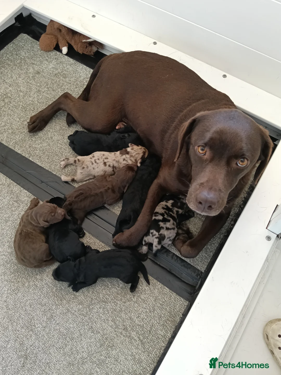 Labradoodle dogs for sale: Miniature Labradoodle Puppies  in Dover - Advert 1