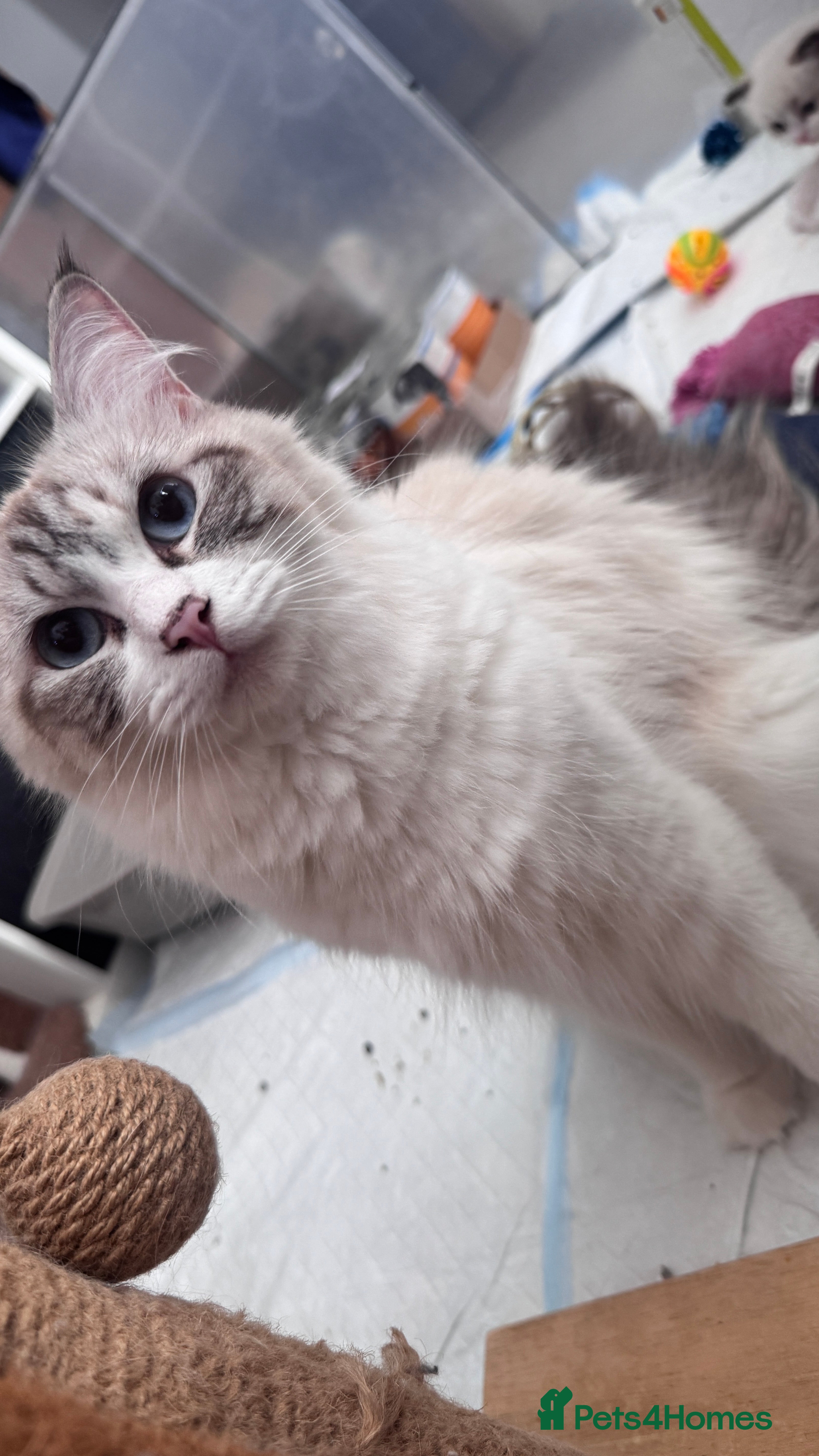 Ragdoll cats Active ragdoll queen  - Advert 13