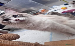 Ragdoll cats for sale: Active ragdoll queen  - Image 1