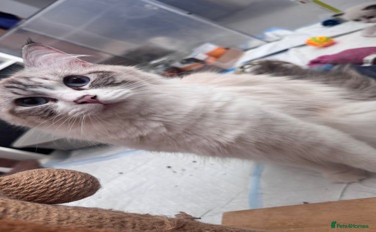 Ragdoll cats - Advert 2