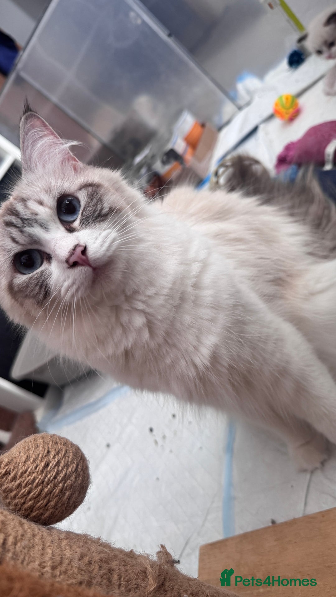 Ragdoll cats for sale: Active ragdoll queen  - Image 1