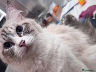 Ragdoll cats - Advert 9