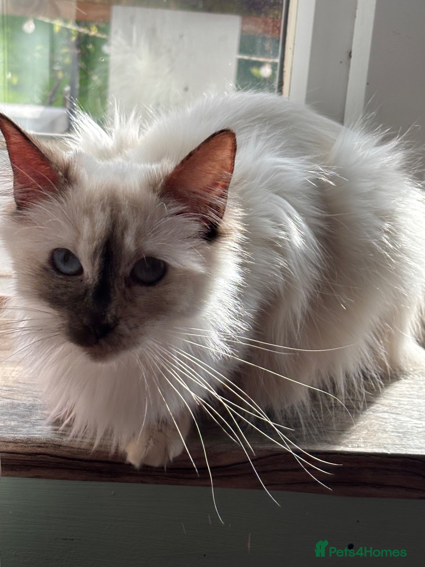 Ragdoll cats for sale: Ragdoll female 16 months tica and gccf, - Advert 7