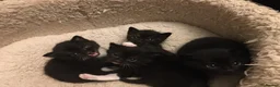 American Shorthair cats for sale: Black Tuxedo's x3 STUNNING CALM MUM in Hartlepool - Advert 2