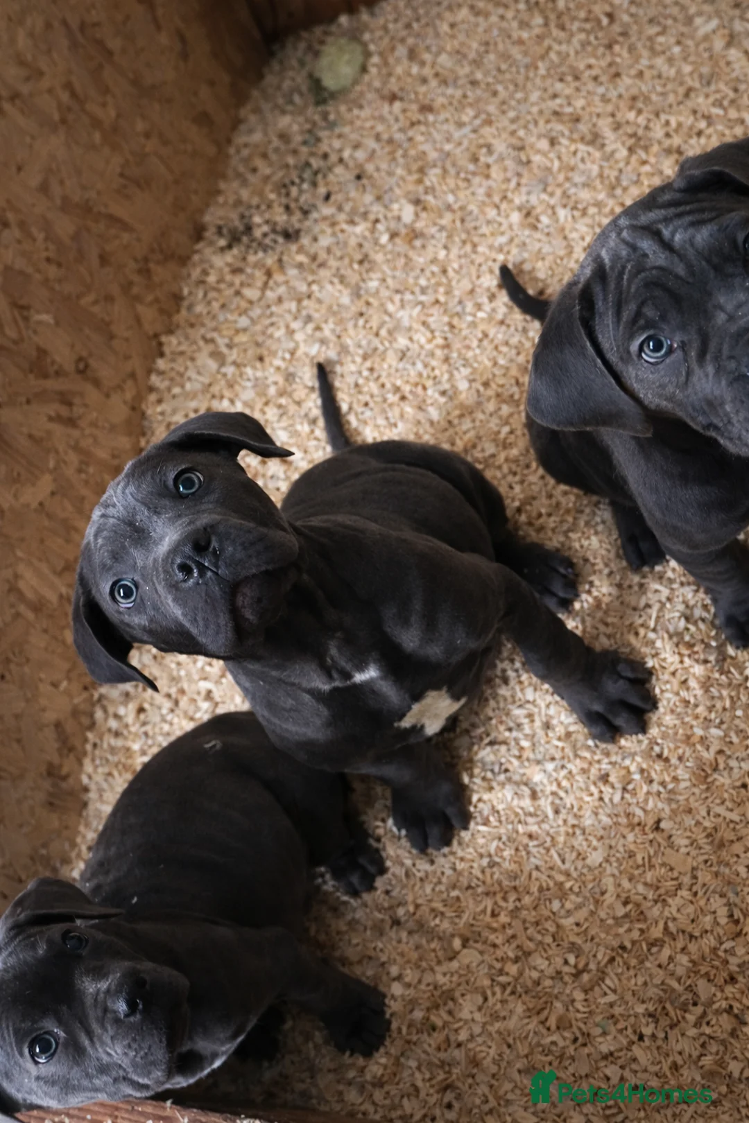 Cane Corso dogs for sale: Cane Corso puppy’s, 1 BOY LEFT AND 2 GIRLS - Advert 3