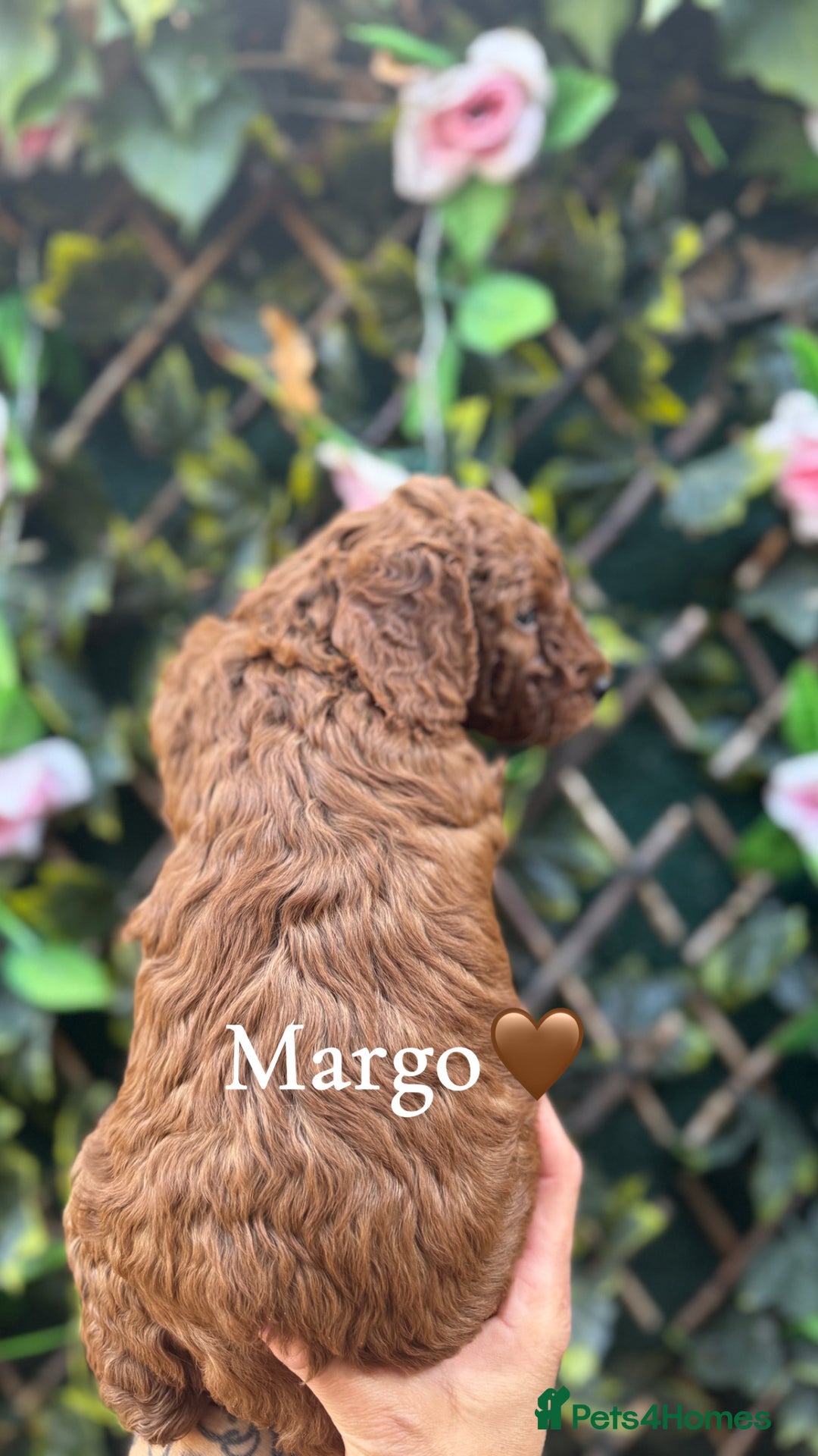 Cockapoo dogs for sale: beautiful F1 cockapoo's in Wembley - Image 15