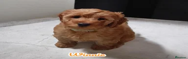 Winnie