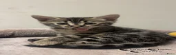Bengal cats for sale: Rare Silver Charcoal Bengal Male Kitten 🐾 - Advert 3