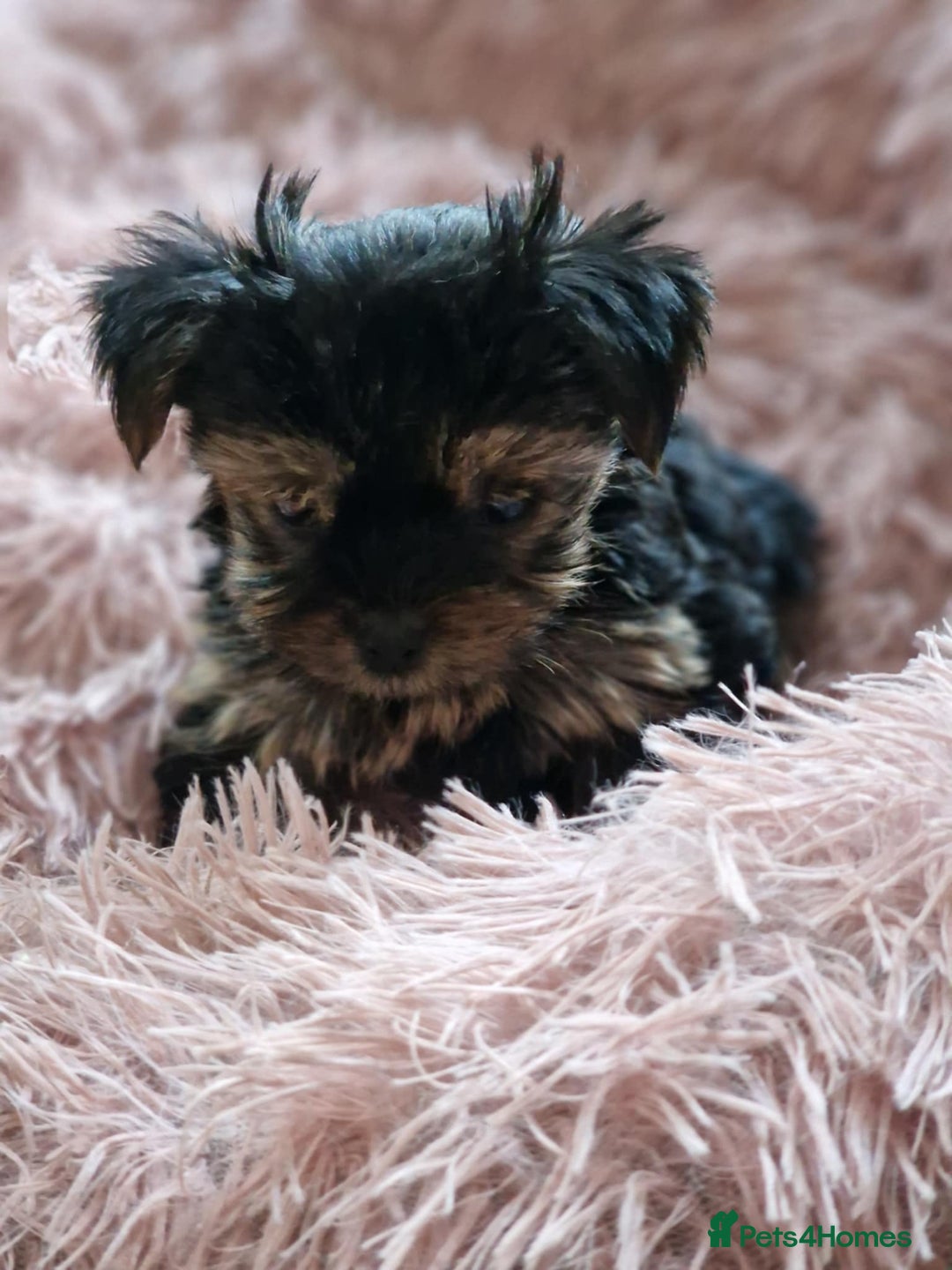 Yorkshire Terrier dogs for sale: Hi Mini Yorkshire Terrier for sale - Image 9