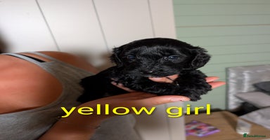 Cockapoo dogs - Advert 8