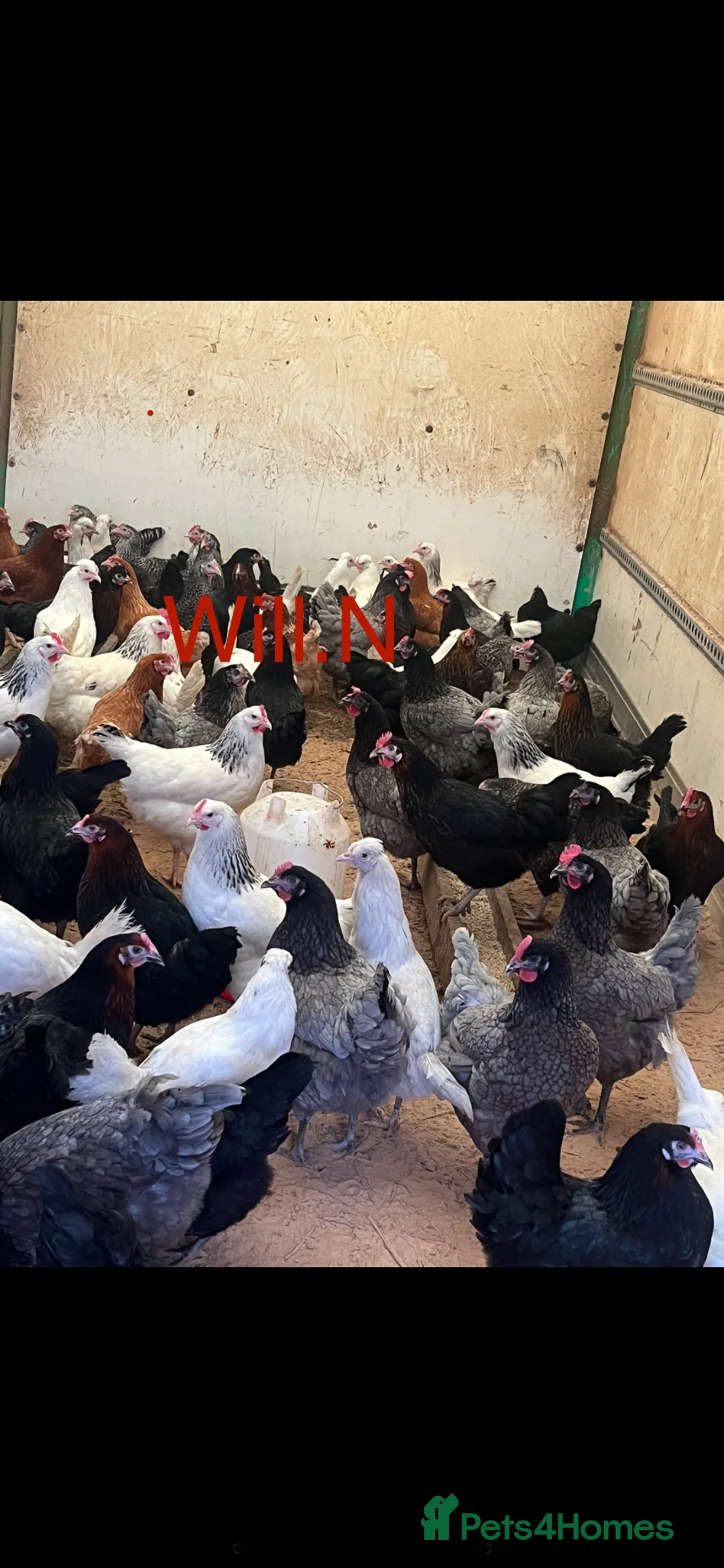 Chickens poultry for sale: Point of lay pullets (various breeds) £12.50 each  - Advert 1