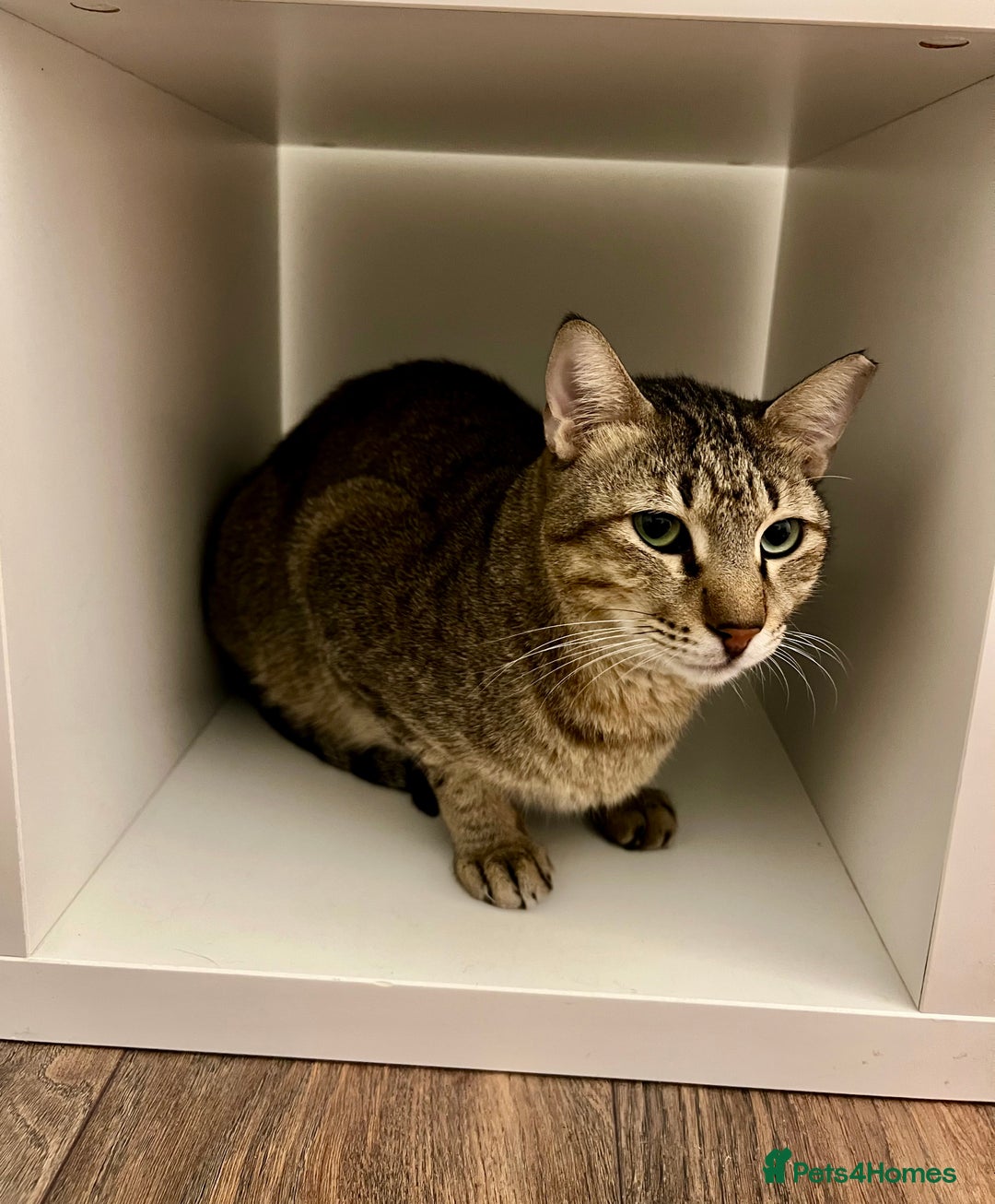 Arabian Mau cats for adoption: Kevin is looking for his human  - Advert 8