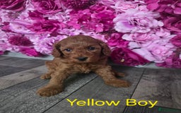 Cavapoo dogs for sale: CAVAPOO F1B RED HEALTY TESTED PARENTS - Image 12
