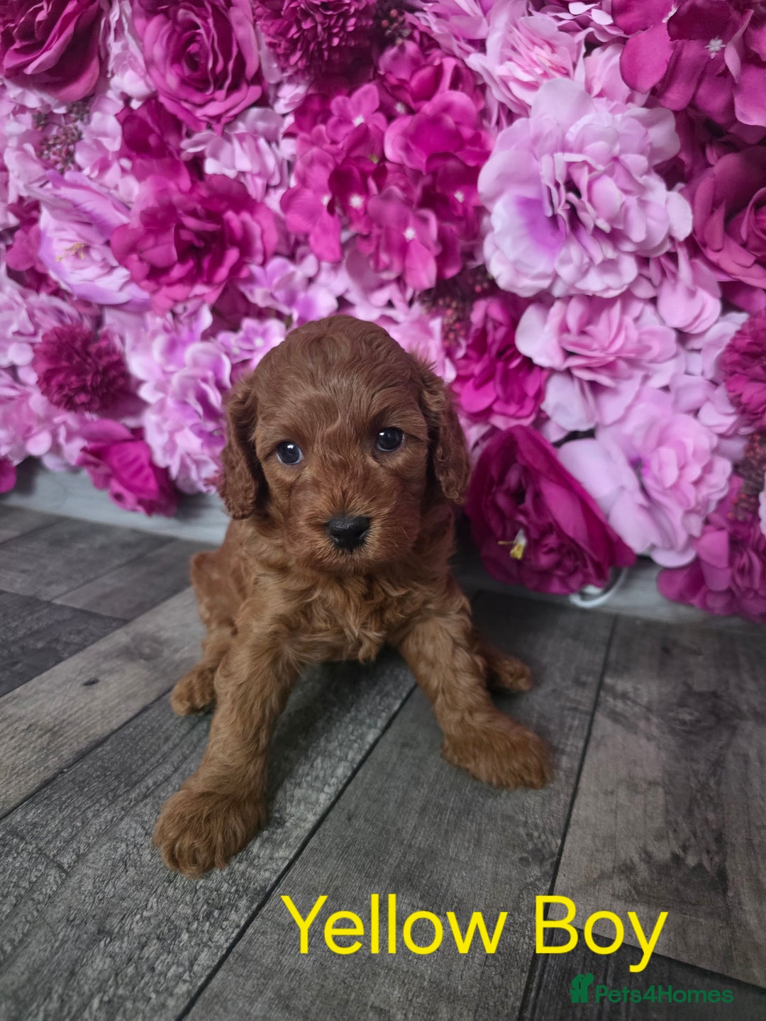 Cavapoo dogs for sale: CAVAPOO F1B RED HEALTY TESTED PARENTS - Image 12