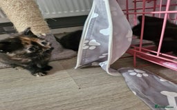 Mixed Breed cats for sale: 4 beautiful moggie girls  - Image 3