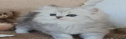Persian cats for sale: Persian kittens - Advert 2
