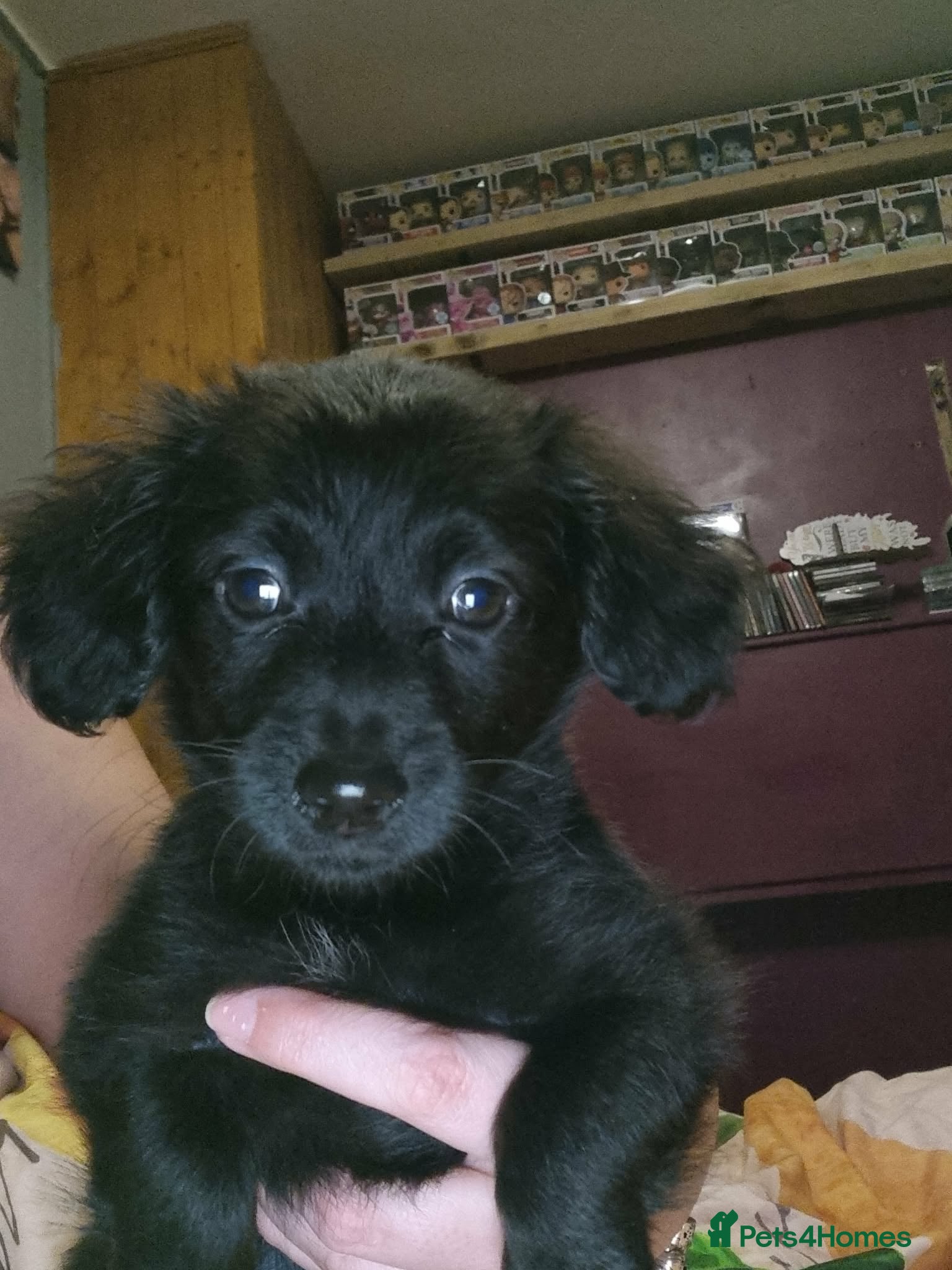 Mixed Breed dogs READY TO LEAVE NOW 1 girl left! - Advert 13