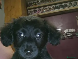 Mixed Breed dogs READY TO LEAVE NOW 1 girl left! - Advert 13