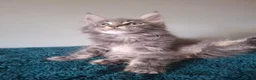 Maine Coon cats for sale: Tica registered Maine coon boy - Advert 4