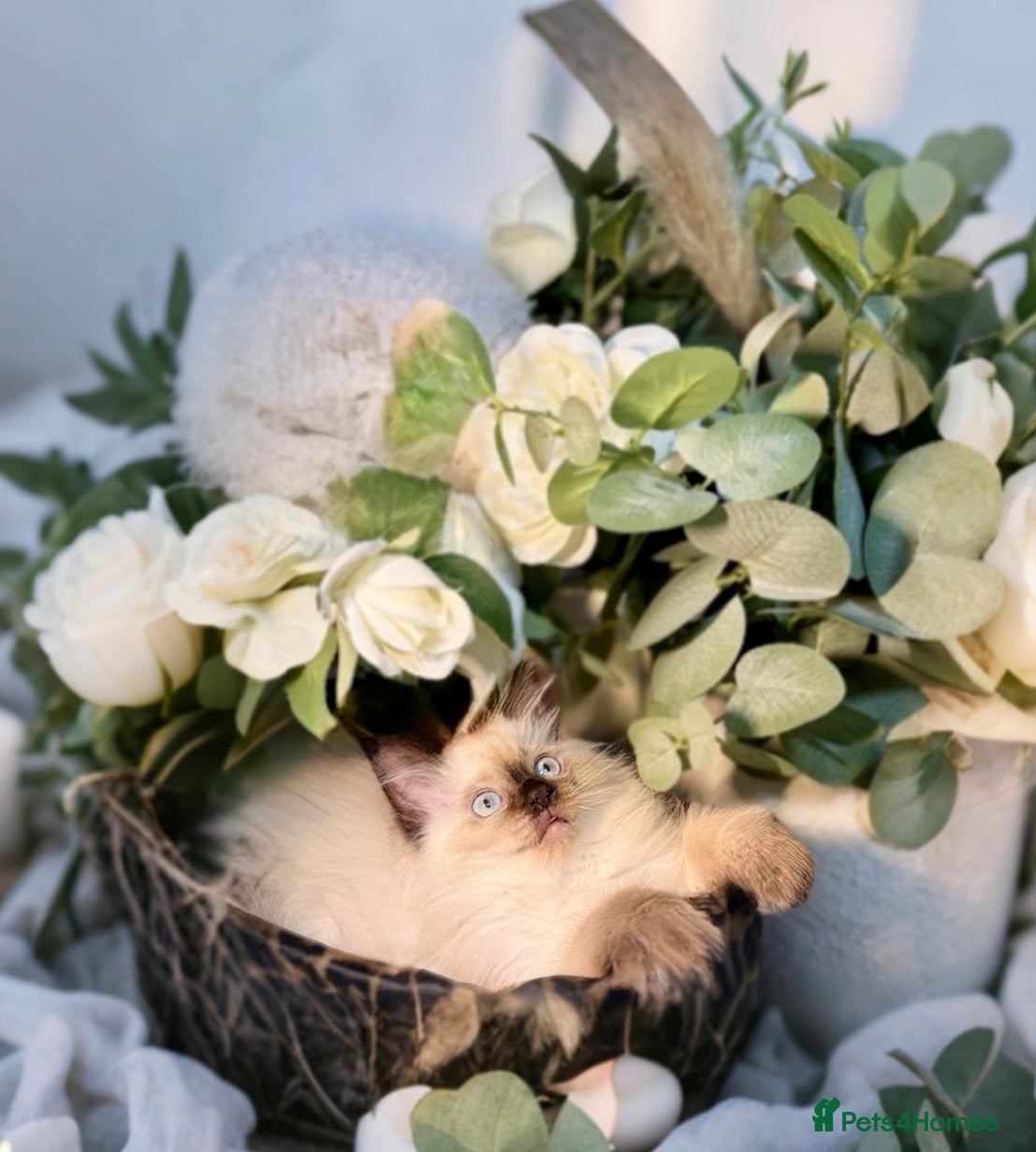 Ragdoll cats ✨🌿 Only One Left! Stunning Seal Point Ragdoll🤎 - Advert 15