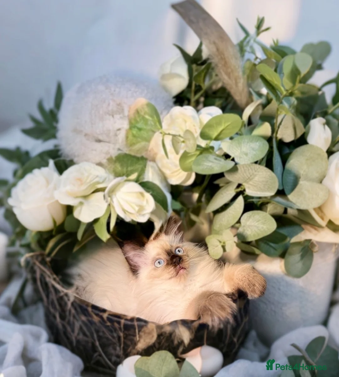 Ragdoll cats for sale: ✨🌿 Only One Left! Stunning Seal Point Ragdoll🤎 in Manchester - Advert 1