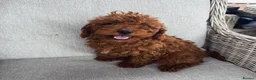 Cavapoo dogs for sale: Cavapoobabiesuk litter has arrived  - Advert 7