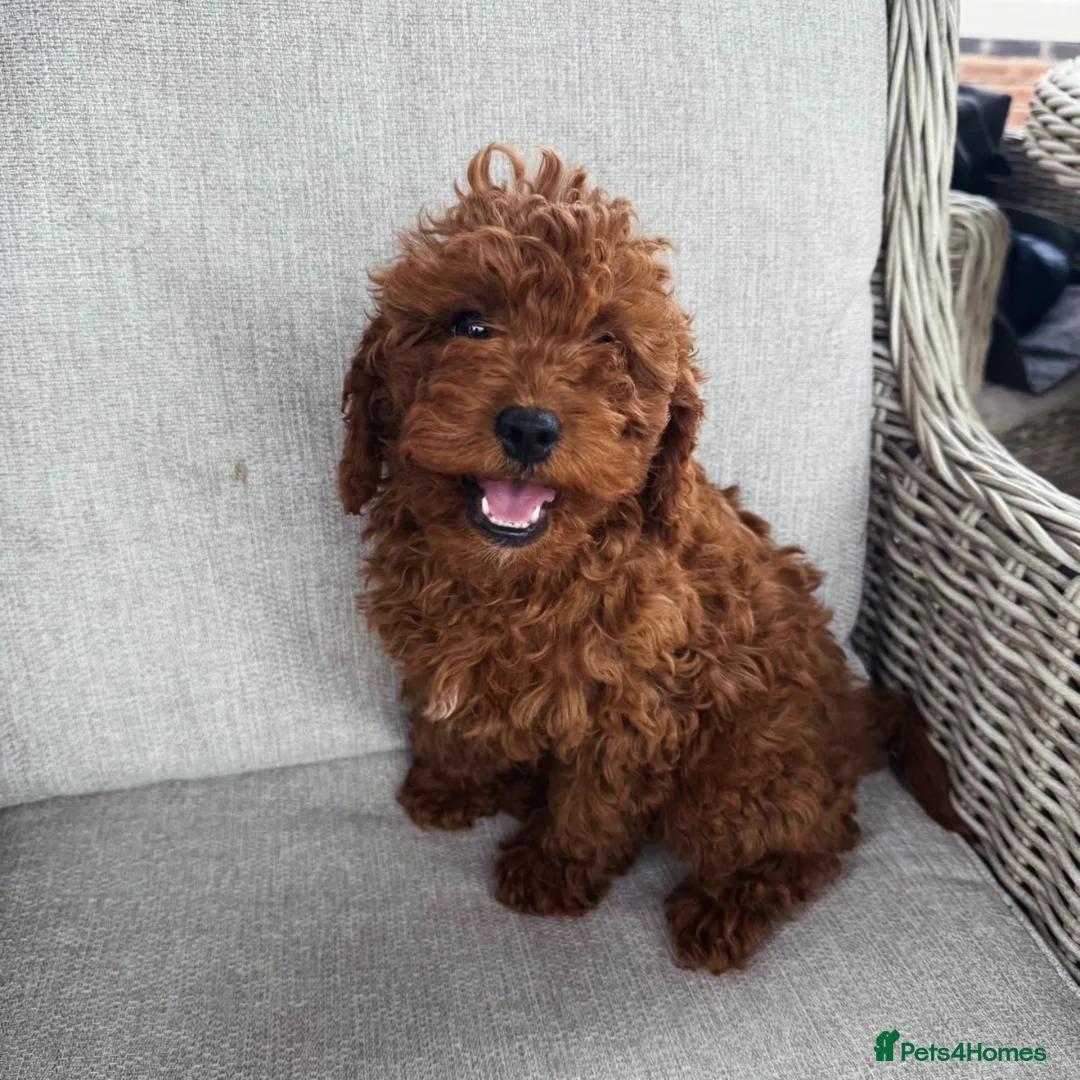 Cavapoo dogs for sale: Cavapoobabiesuk litter has arrived  - Advert 7