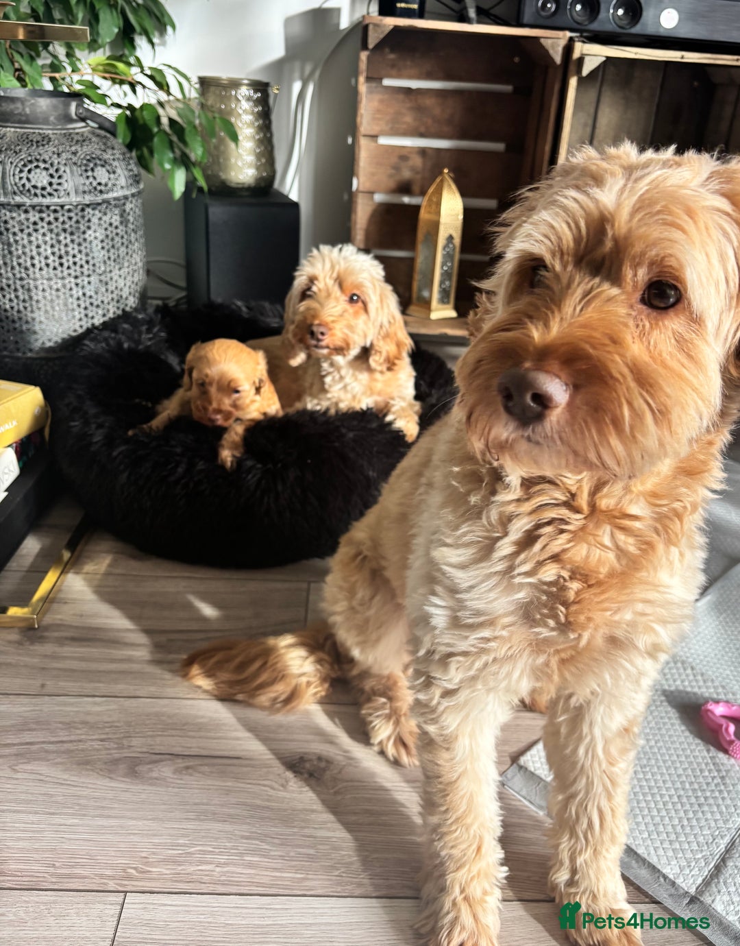 Cockapoo dogs for sale: Female Cockapoo - Image 3
