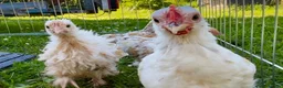 Chickens poultry for sale: Millifleur bantams smooth/frizzle - Advert 4