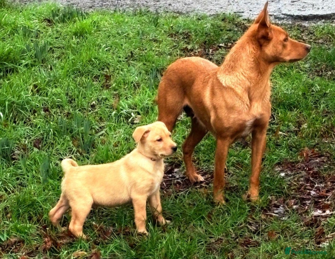Australian Kelpie dogs Australian Kelpie  - Advert 1
