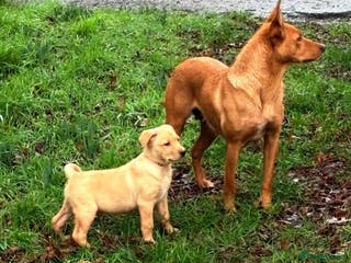 Australian Kelpie dogs Australian Kelpie - Advert 17