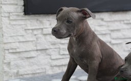 Staffordshire Bull Terrier dogs for sale:  Staffy Puppies 🐶  - Image 8