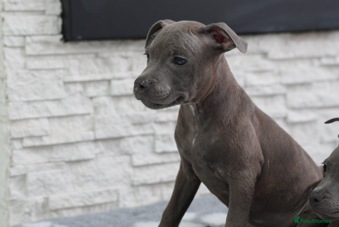 Staffordshire Bull Terrier dogs for sale:  Staffy Puppies 🐶  - Image 8