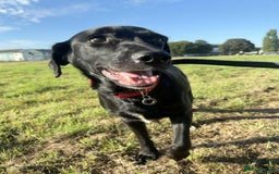 Labrador Retriever dogs for adoption: Pixie - Badersfield Norfolk  - Image 5