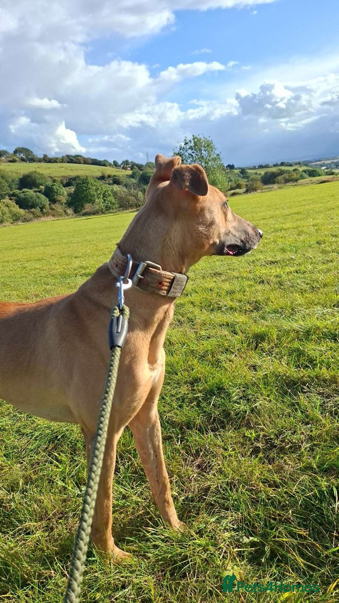 Mixed Breed dogs for sale: Surluki bull is  - Image 6
