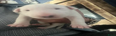 English Bull Terrier 4