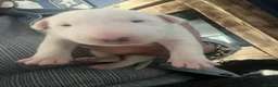 English Bull Terrier dogs for sale: 4 x kc registered English Bull Terriers  - Advert 20