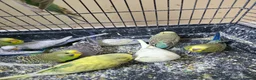 Budgerigars birds for sale: Beautiful Hand-Tamed Baby Budgies - For sale - Advert 2