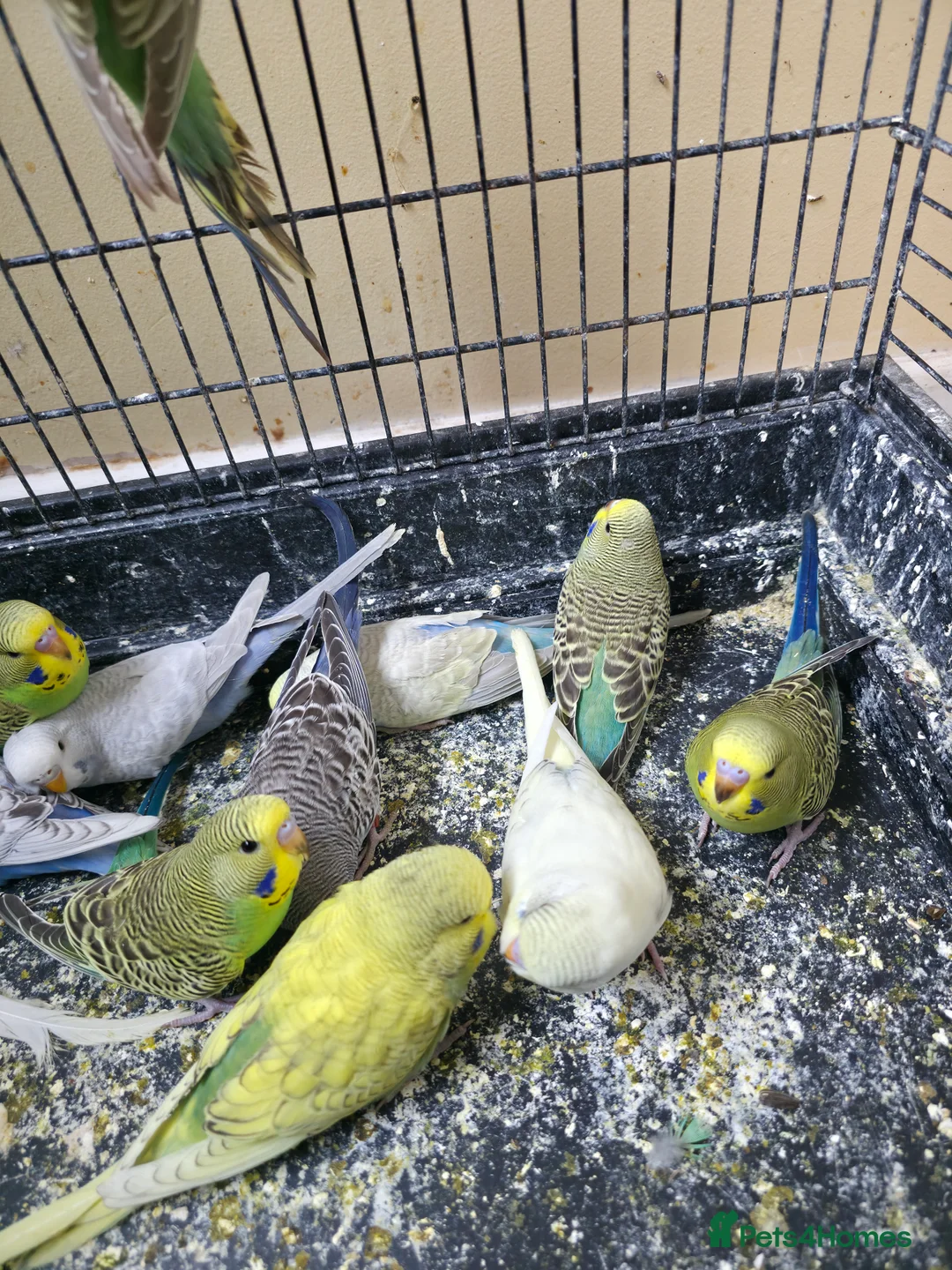 Budgerigars birds for sale: Beautiful Hand-Tamed Baby Budgies - For sale - Advert 2