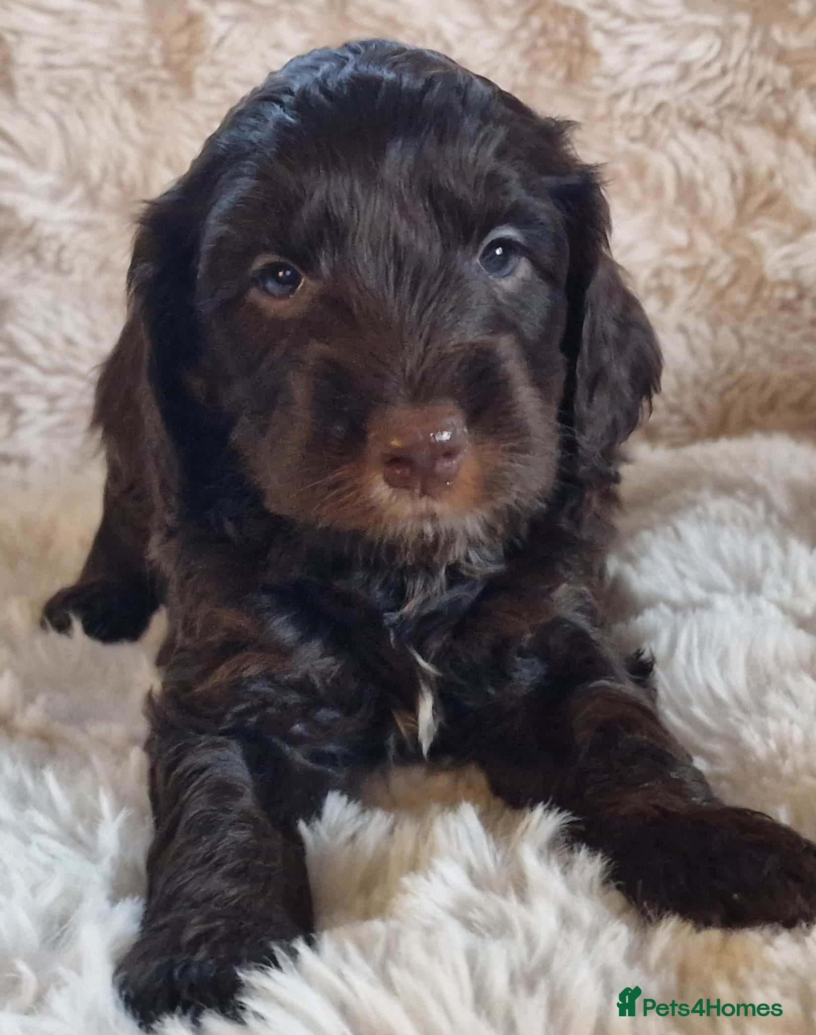 Cockapoo dogs Cockapoos F1 DNA Health tested patents - Advert 20