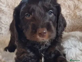 Cockapoo dogs Cockapoos F1 DNA Health tested patents - Advert 8