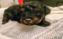 Toy Poodle dogs for sale: Toy poodle boy - Advert 6