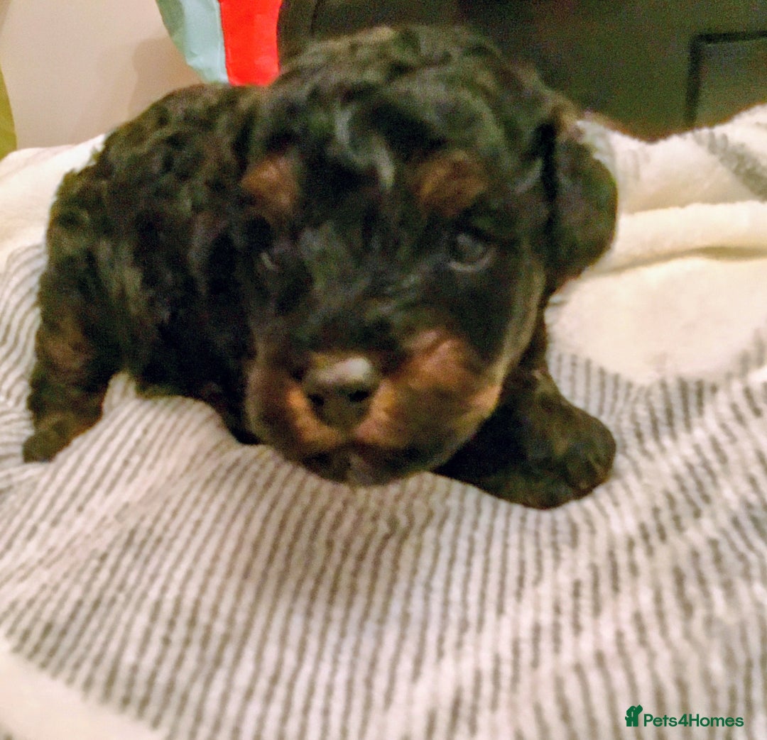 Toy Poodle dogs for sale: Toy poodle boy - Advert 6