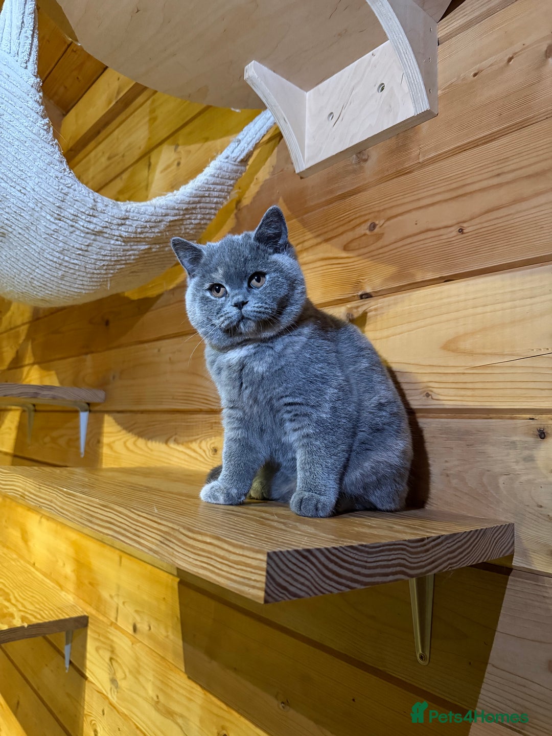 British Shorthair cats for sale: British Shorthair Kittens blue tortie  - Advert 9