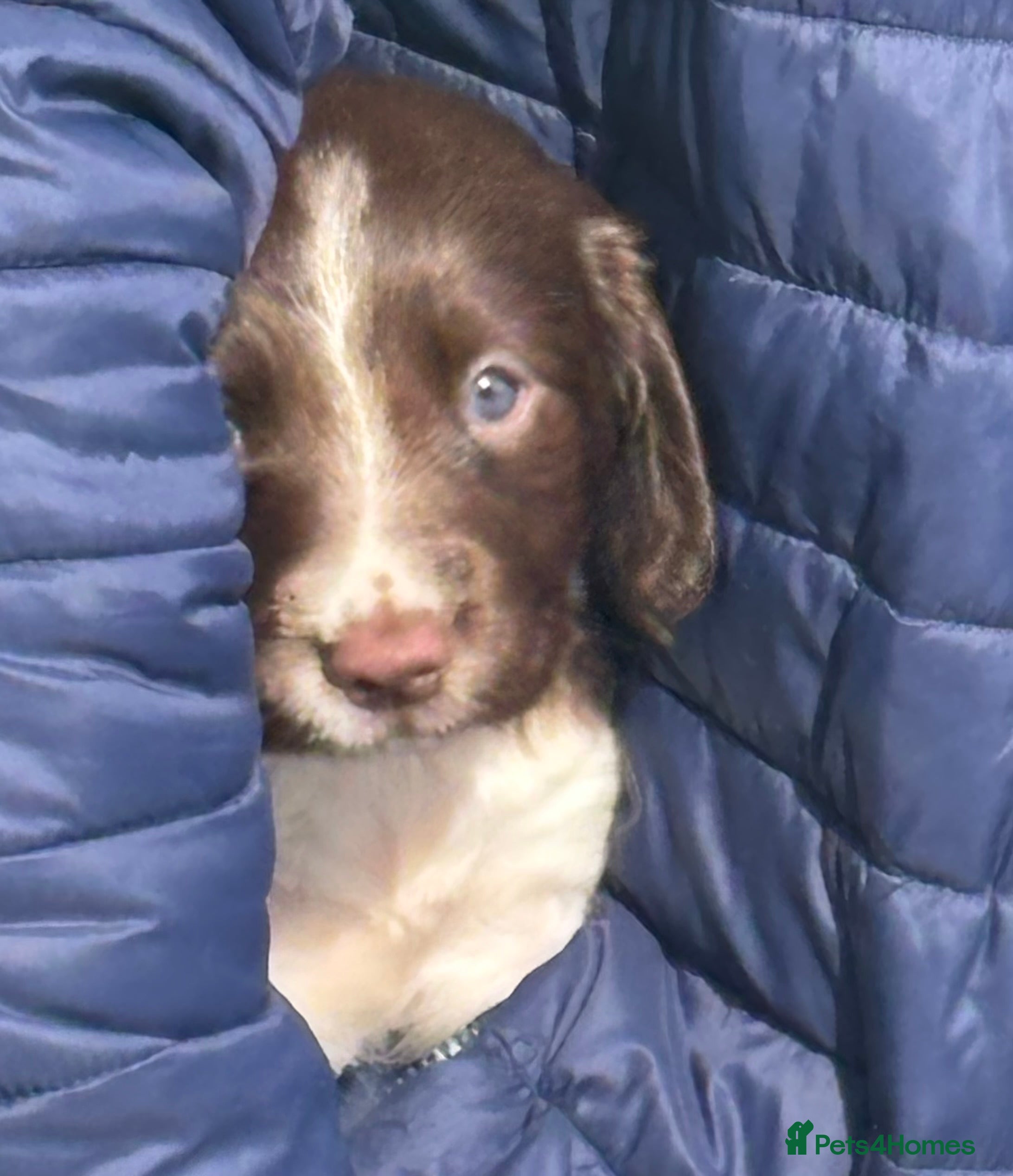 English Springer Spaniel dogs Working English Springer Spaniel Puppies - Advert 2