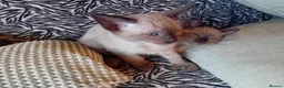 Mixed Breed cats for sale: Ragamise kittens - Advert 6